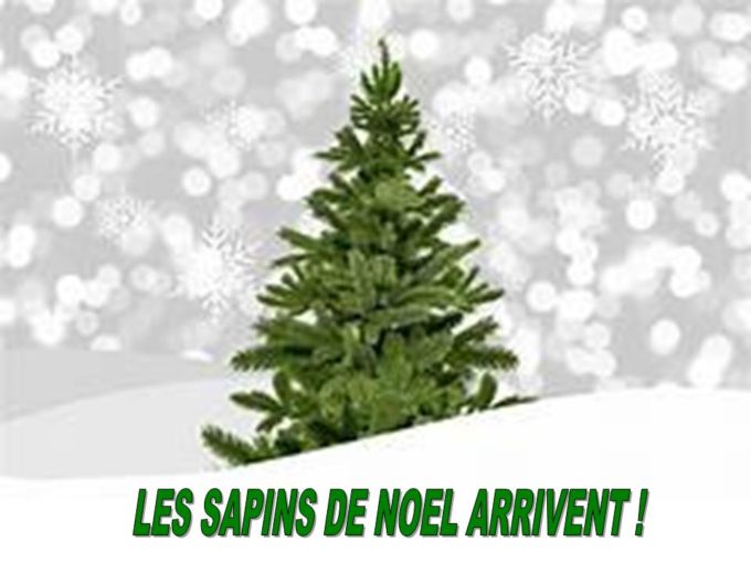 sapins sapins