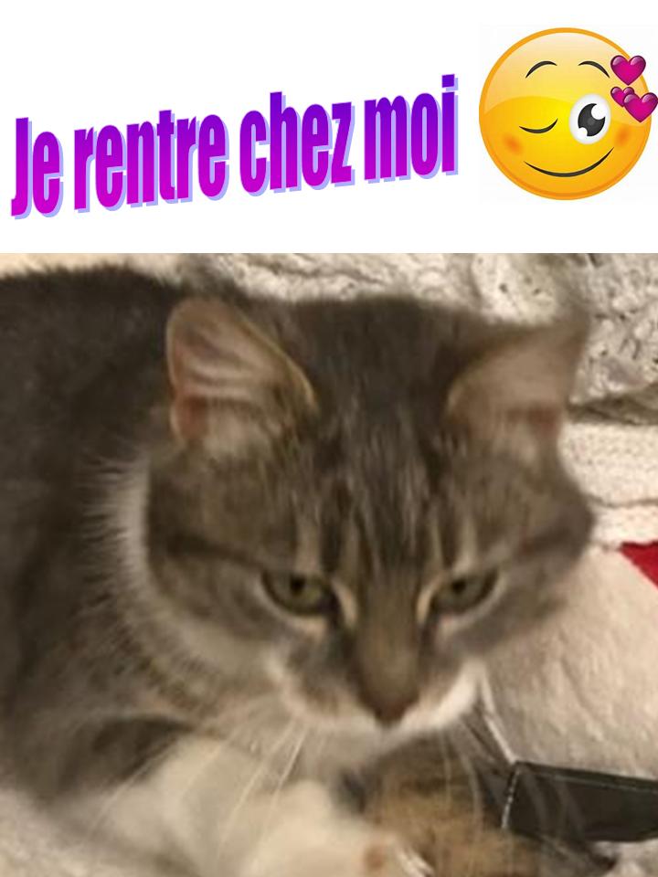 CHAT RETROUVÉ