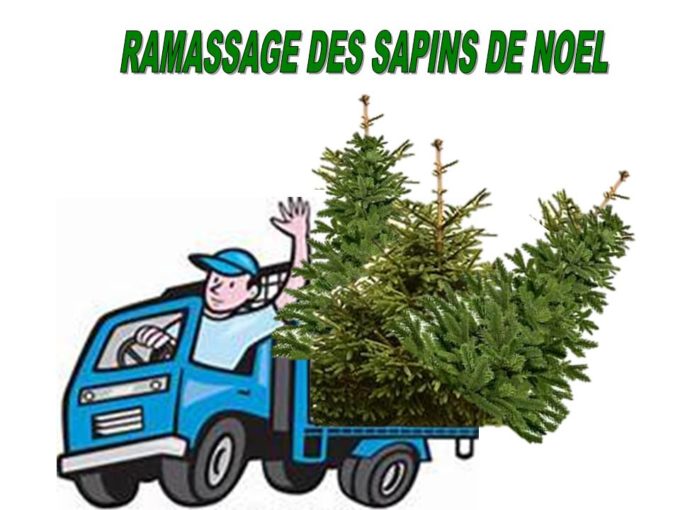 ramassage sapins dung
