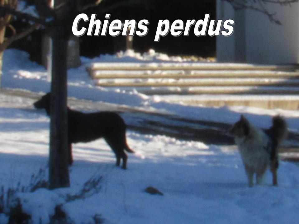 CHIENS PERDUS