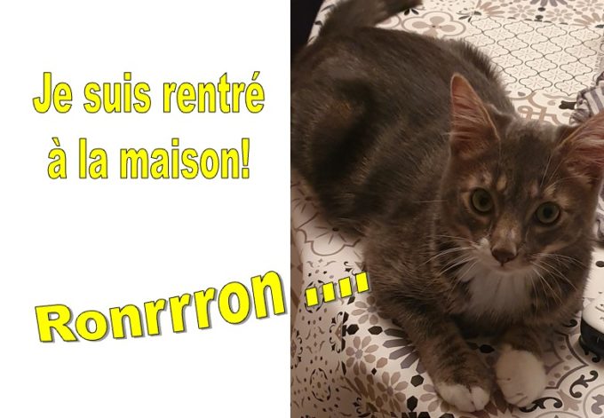 chat retrouvé