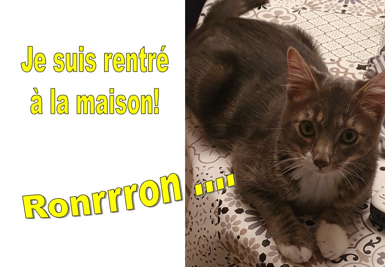 CHAT RETROUVÉ