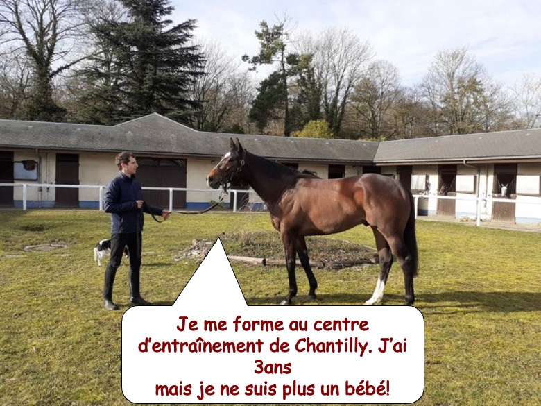 cheval de course4