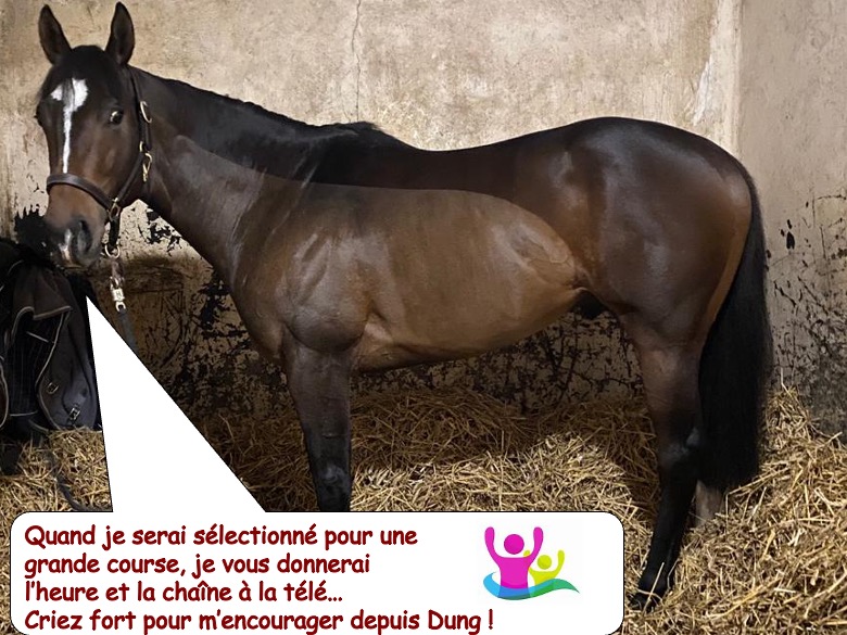 cheval de course6