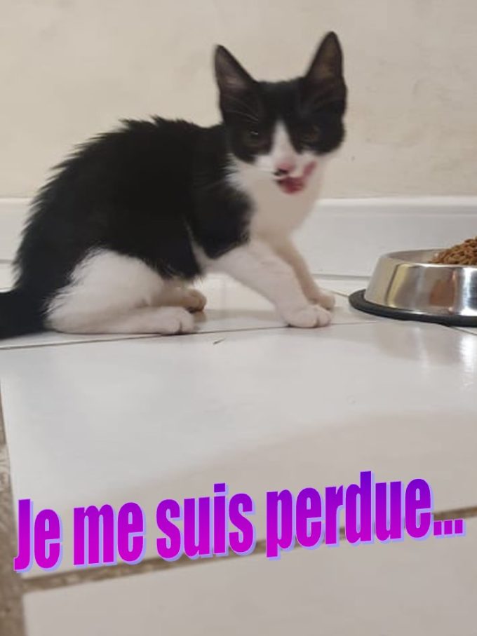 chat trouvé1
