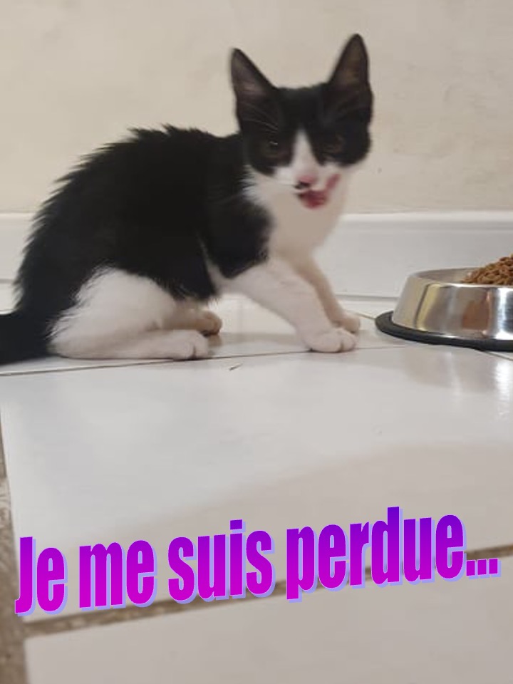 CHAT TROUVÉ