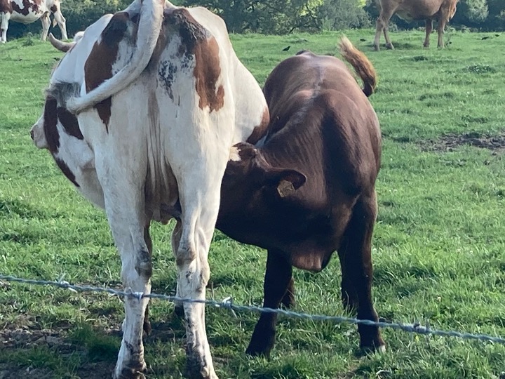 veau élevé sous la mère11