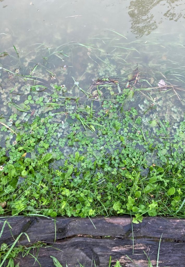 l'été sous la pluie22