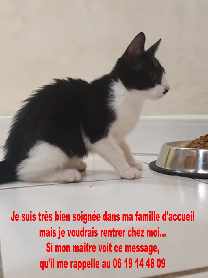 chat trouvé2