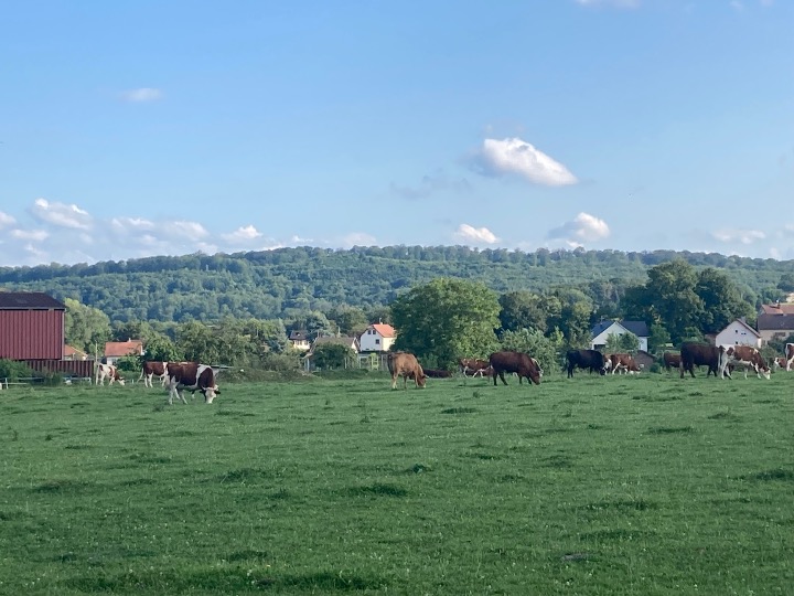 veau élevé sous la mère7