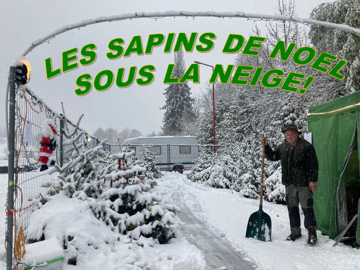 LES SAPINS DE GILLES SOUS LA NEIGE