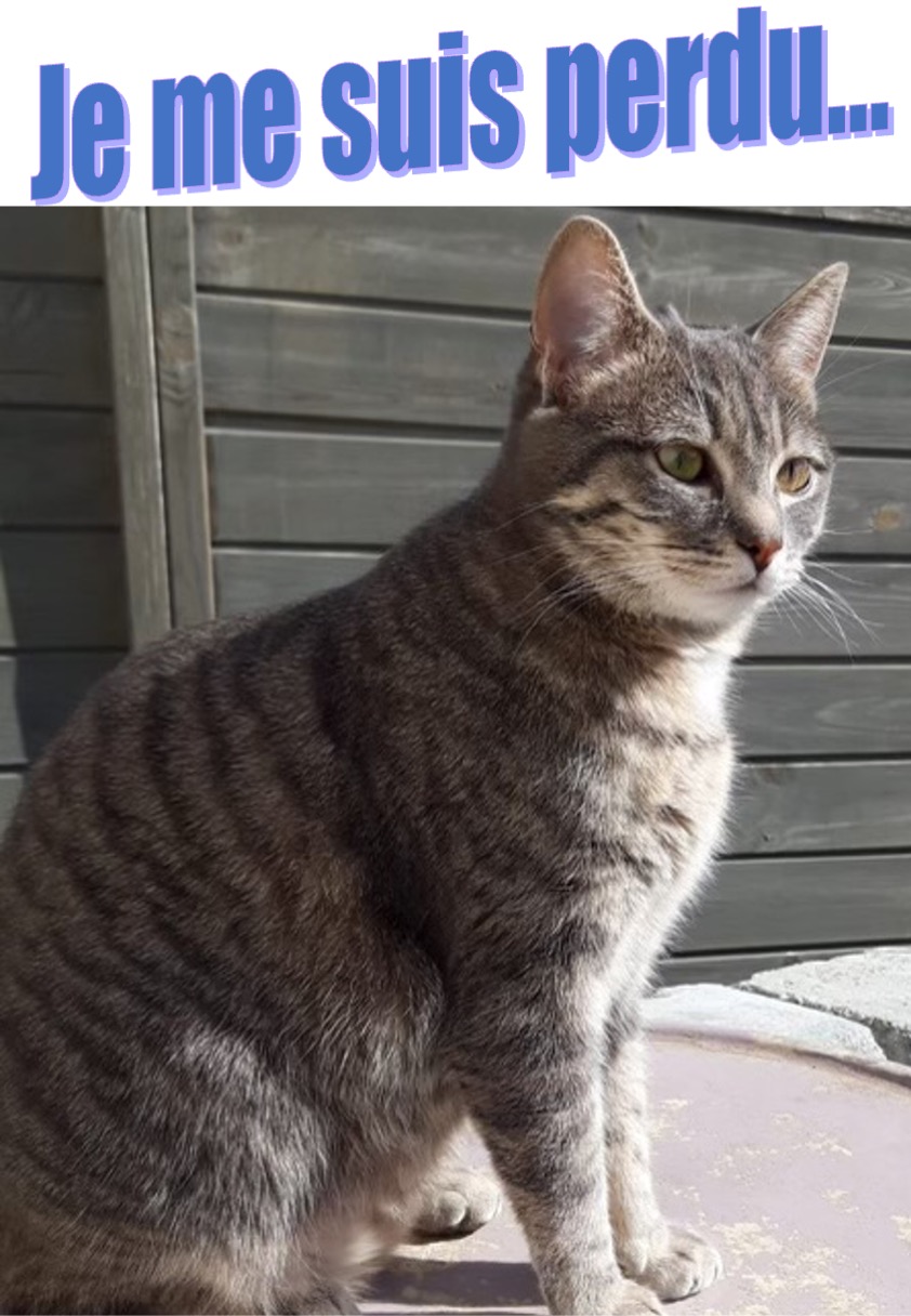 texte annonce chat perdu