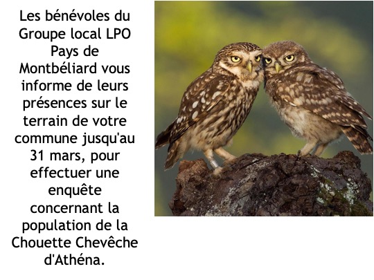 enquête sur les chouettes2