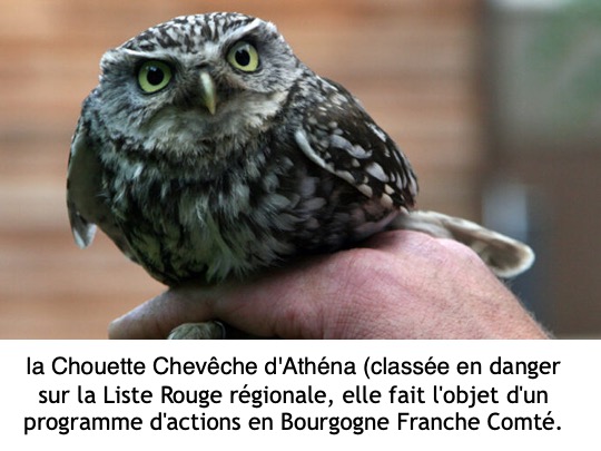 enquête sur les chouettes5