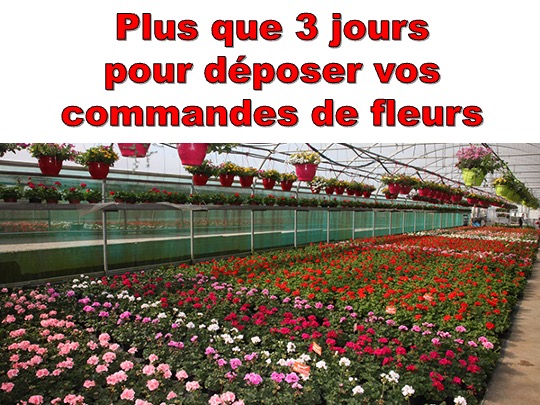 PLUS QUE 3 JOURS POUR COMMANDER VOS FLEURS