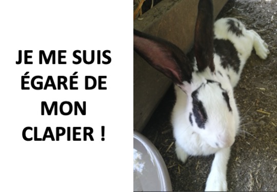 TROUVÉ LAPIN