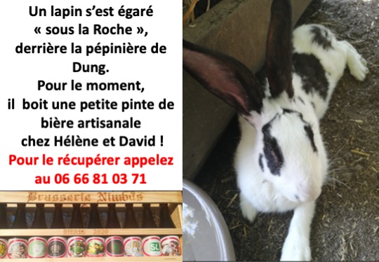 trouvé lapin2