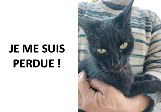 chat perdu1