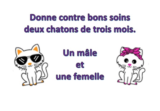 donne chatons2