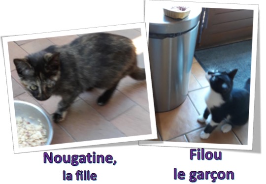 donne chatons3