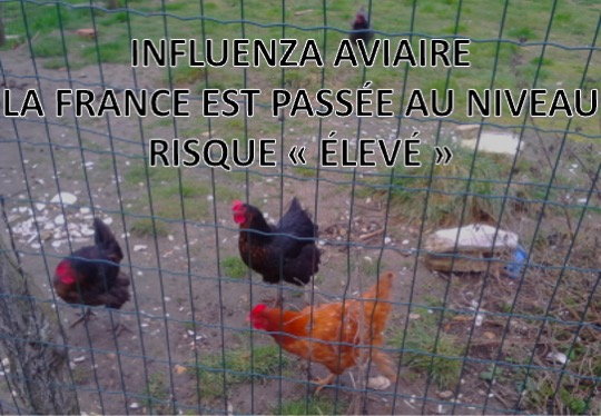 INFLUENZA AVIAIRE