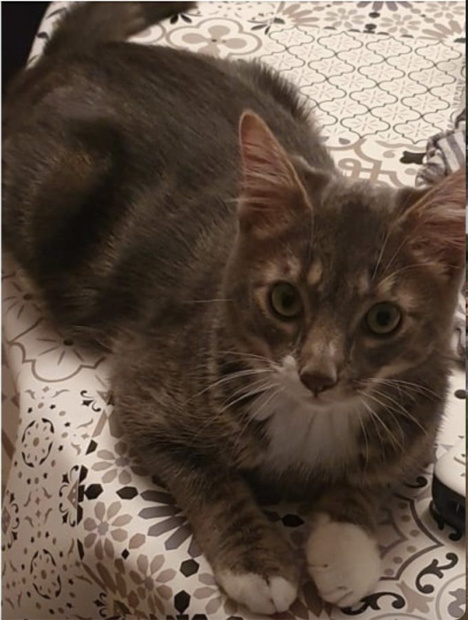 chat perdu Virginie1 chat perdu Virginie1