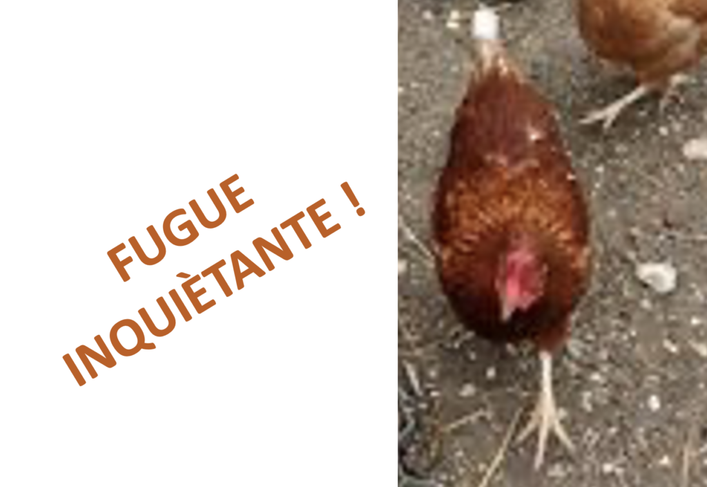 FUGUE D’UNE POULETTE