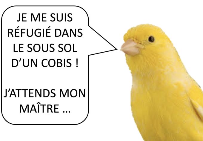 trouvé canaris1
