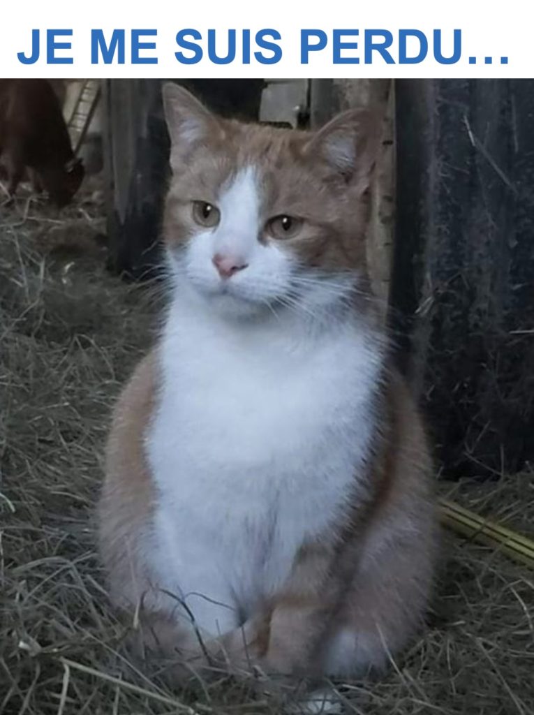 perdu chat Emmanuèle1