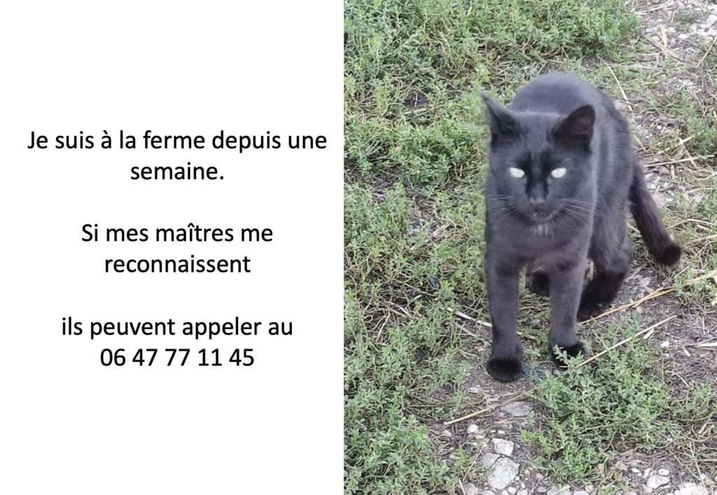 trouvé chat2