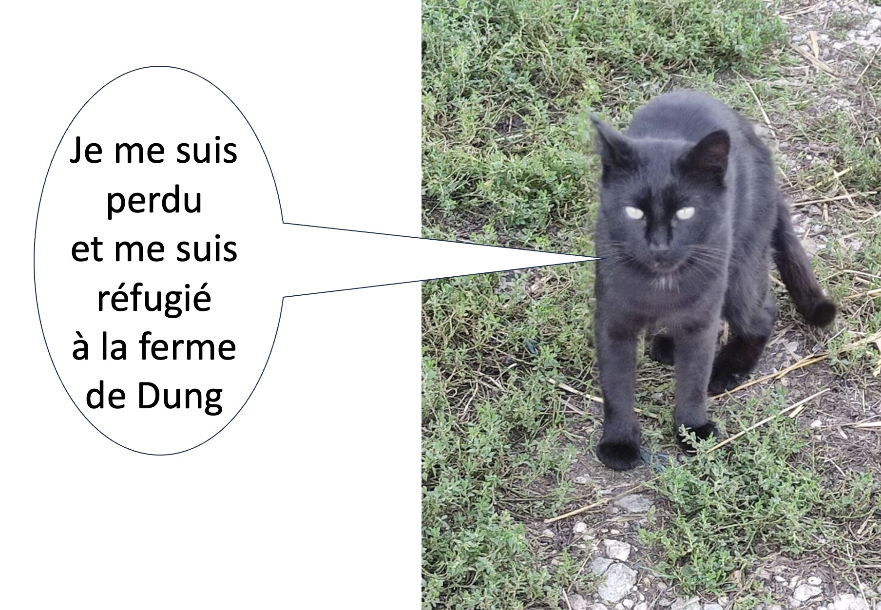 annonce pour chat trouvé