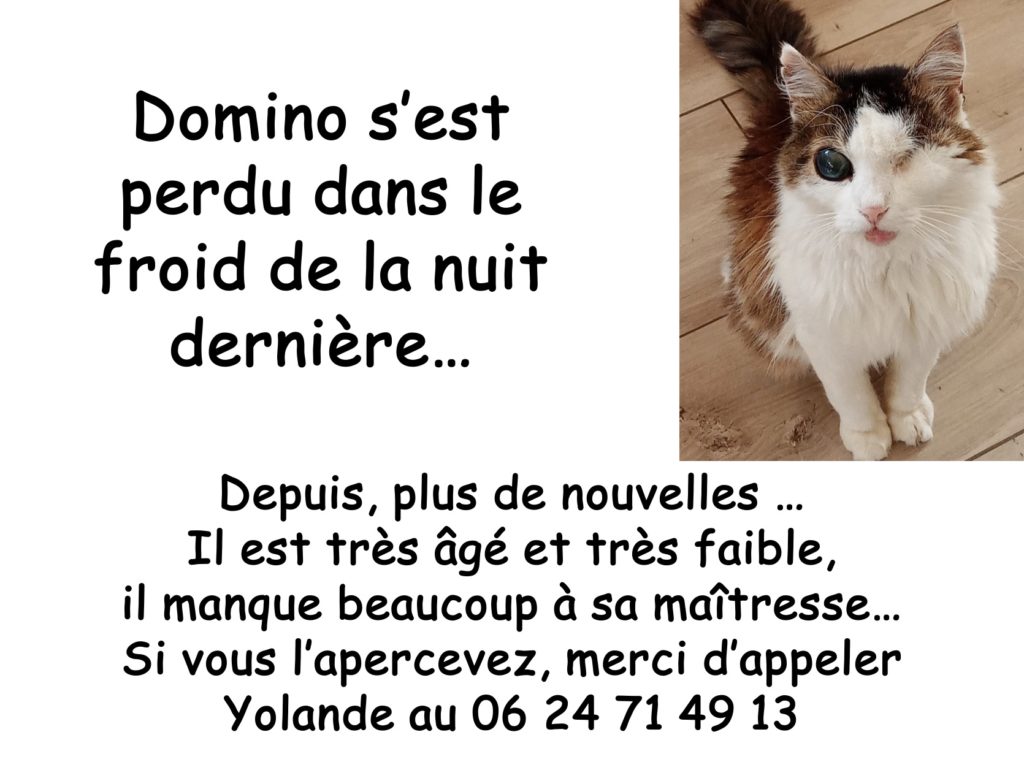 domino perdu dans le froid1