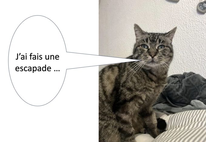 chat égaré1