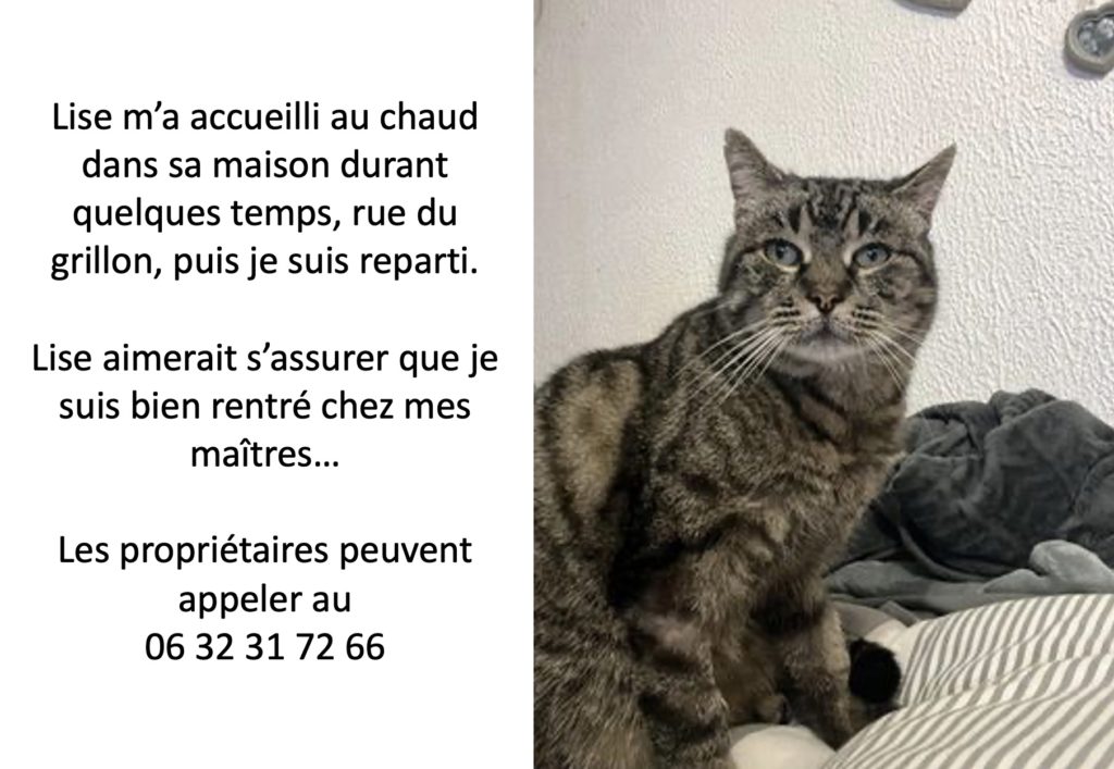 chat égaré2