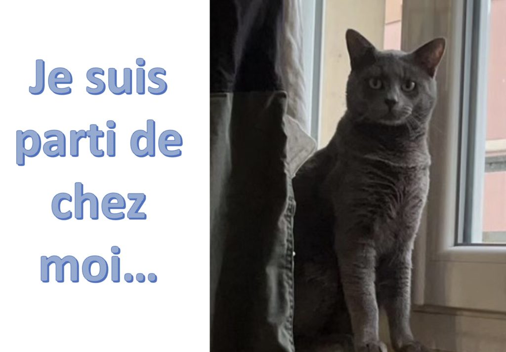 perdu chat sushi1