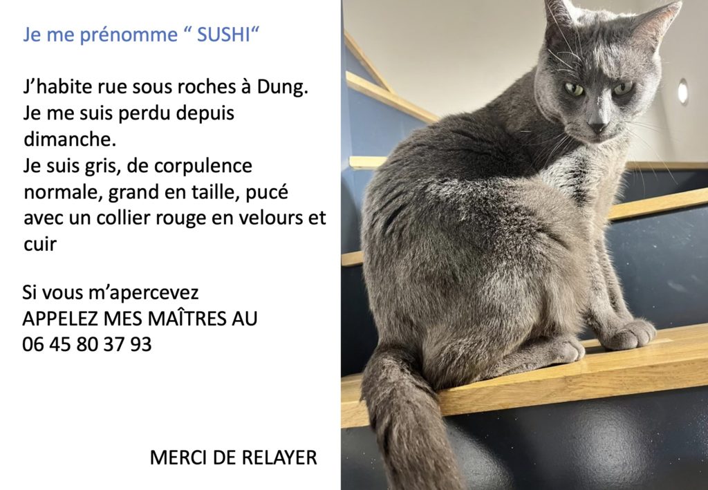 perdu chat sushi2