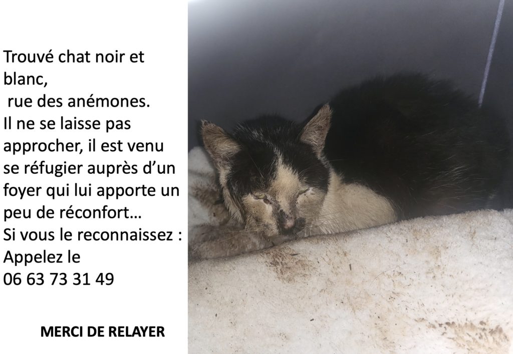 trouvé chat2