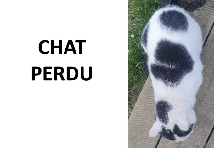 chat perdu1