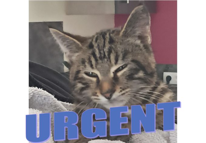 chat blessé1