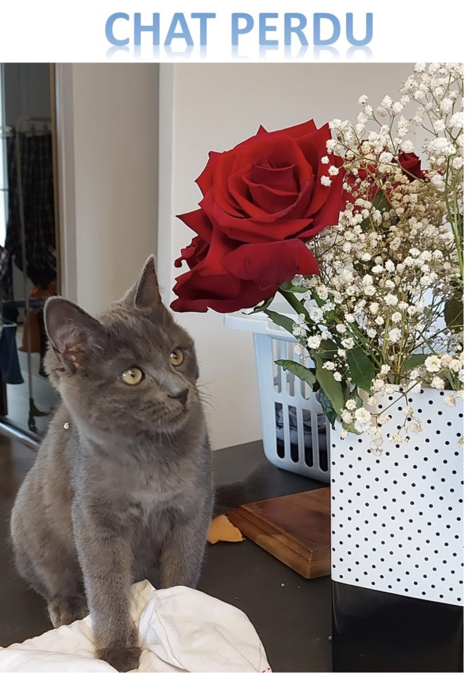 chat perdu (Rachel)1
