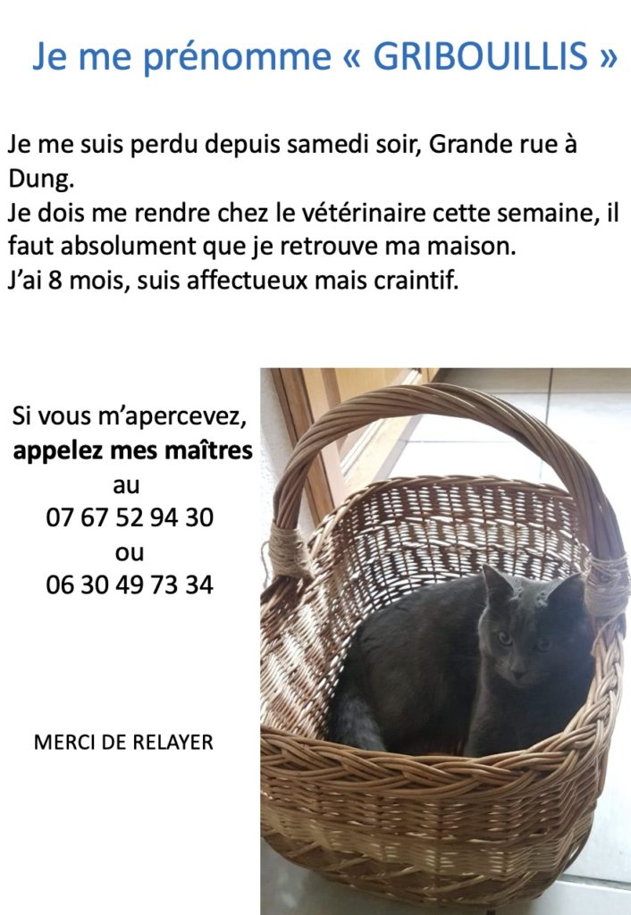 chat perdu (Rachel)2