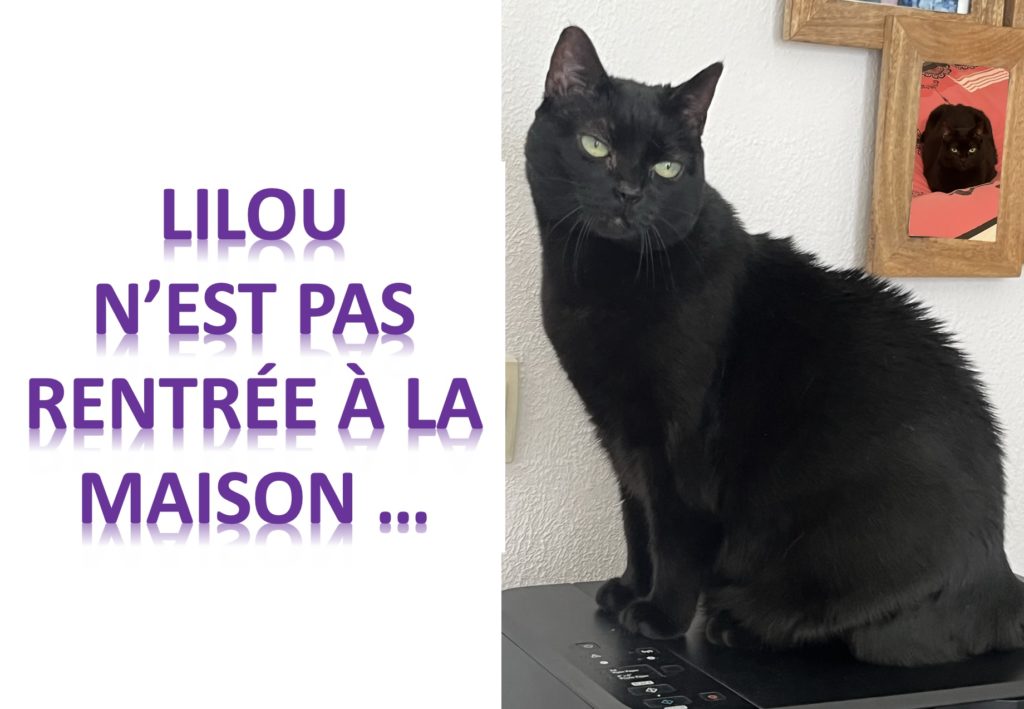 PERDU CHAT