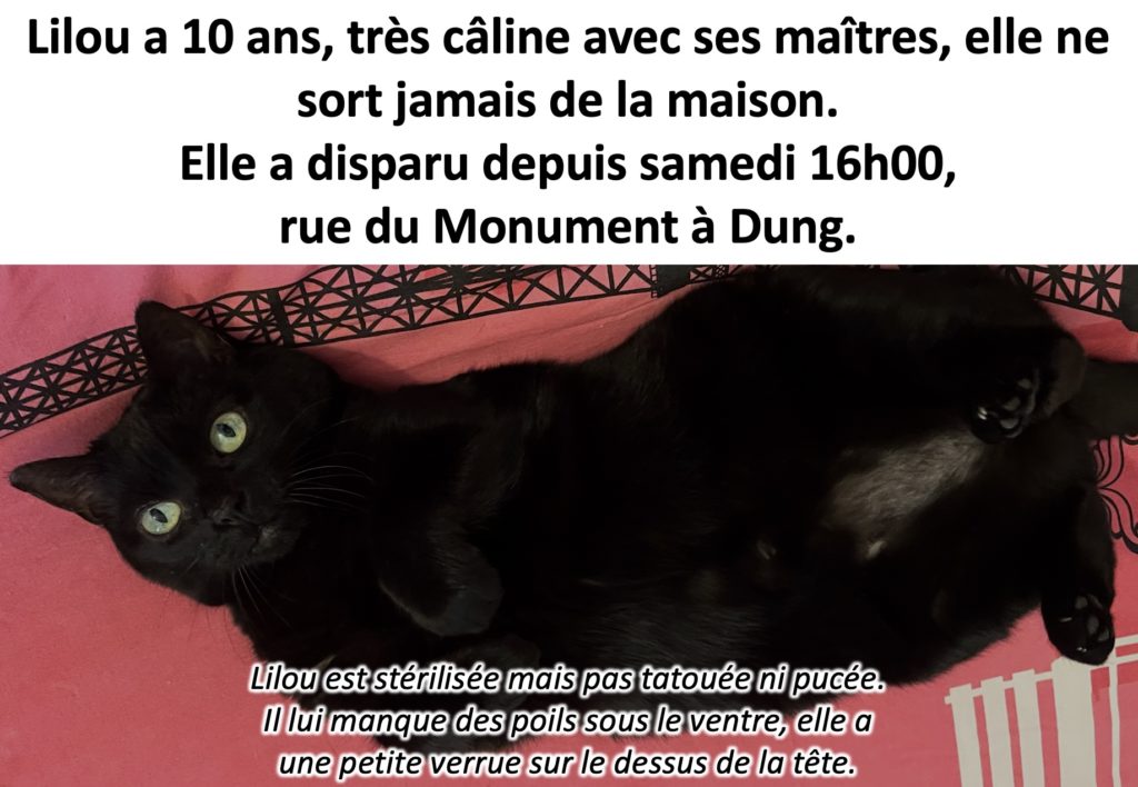 perdu chat2