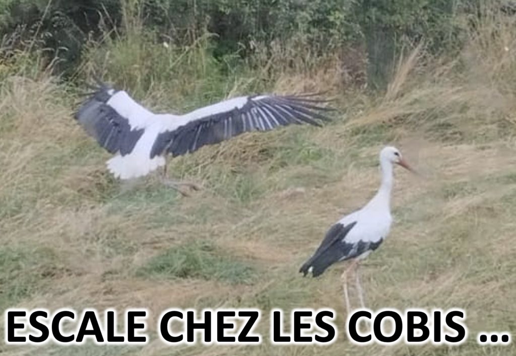 DES CIGOGNES
