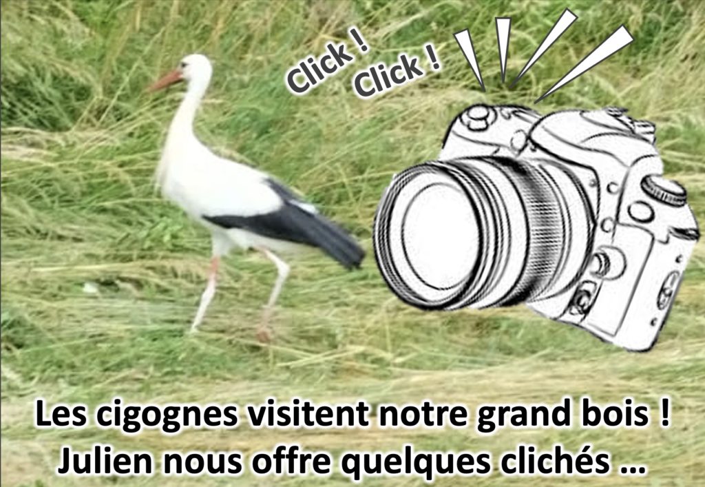 cigognes à dung2