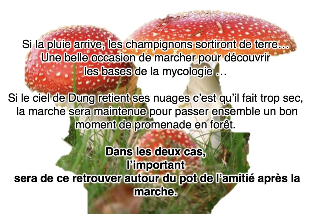 marche mycologique3