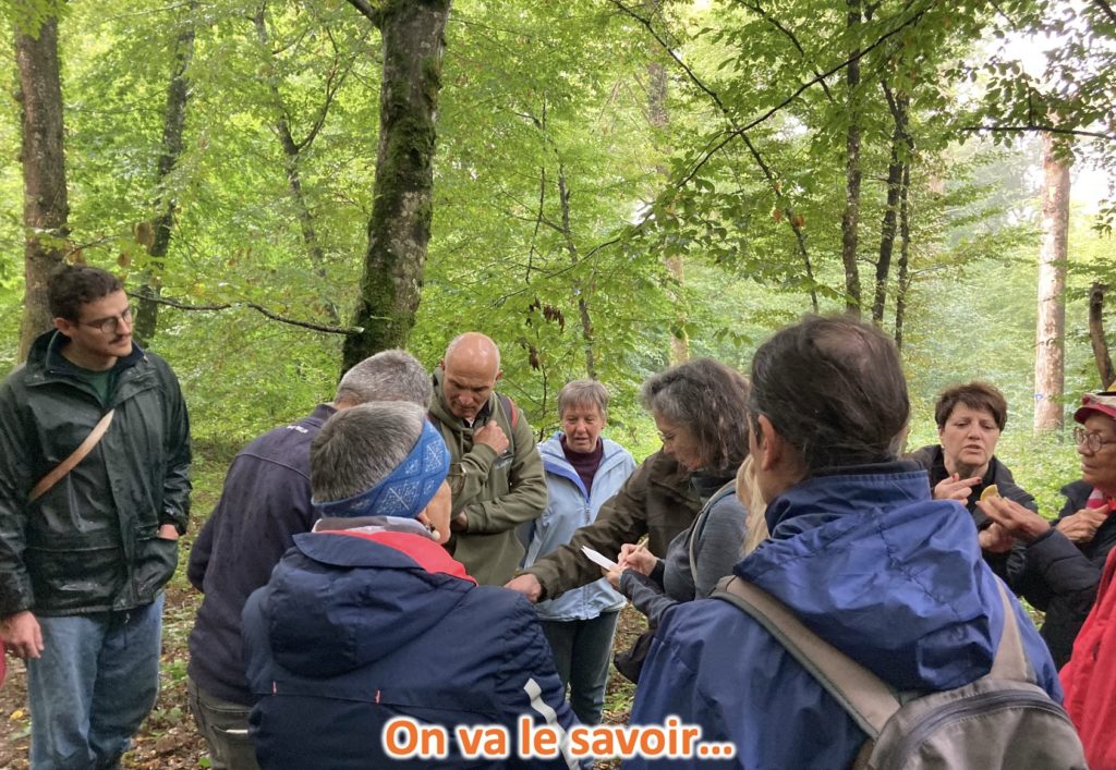 marche mycologique8