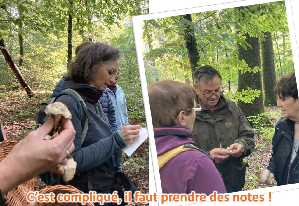 marche mycologique9