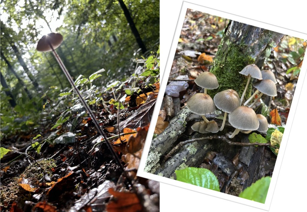 marche mycologique18