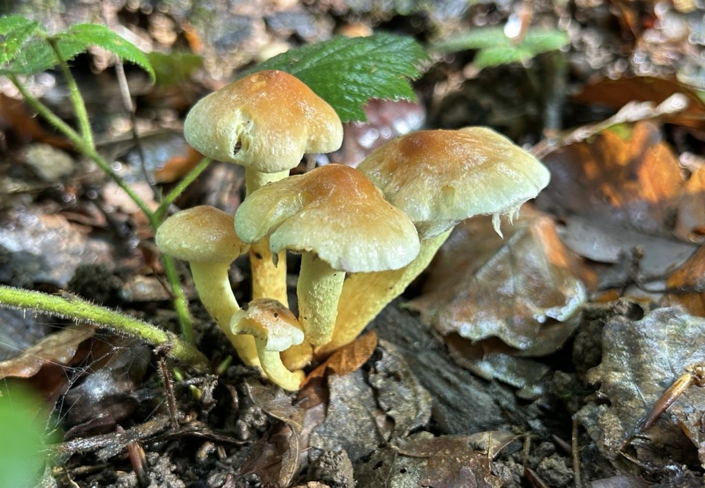 marche mycologique19